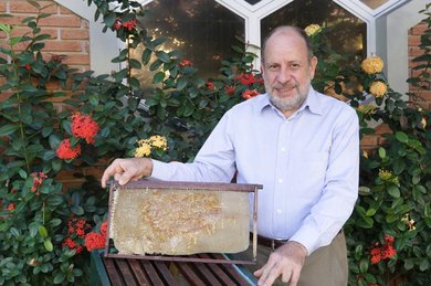'Sociedade das abelhas’ dita os rumos de Manoel