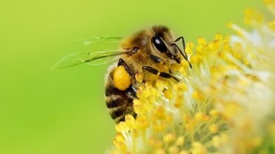 A surpreendente capacidade das abelhas de compreender o conceito do zero