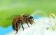 Brasileiro cria microssensor para estudar sumiço de abelhas no mundo