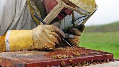 Cientistas descobrem o que está matando as abelhas é pior do que se pensava