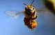 Europa aprova resolução para proteger abelhas