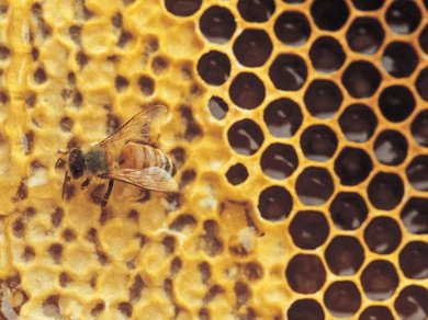 mel pode destruir bactéria resistente a antibióticos