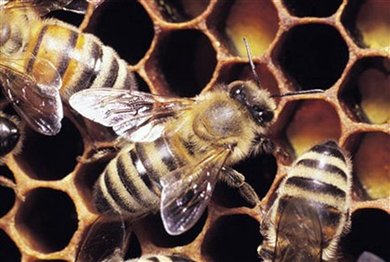 Suíça oferece colmeia com 500 mil abelhas à ONU