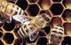 Suíça oferece colmeia com 500 mil abelhas à ONU